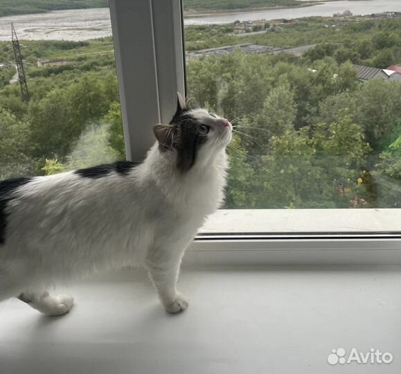 Кот ищет дом