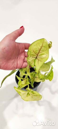 Сингониум Голден Аллюжн