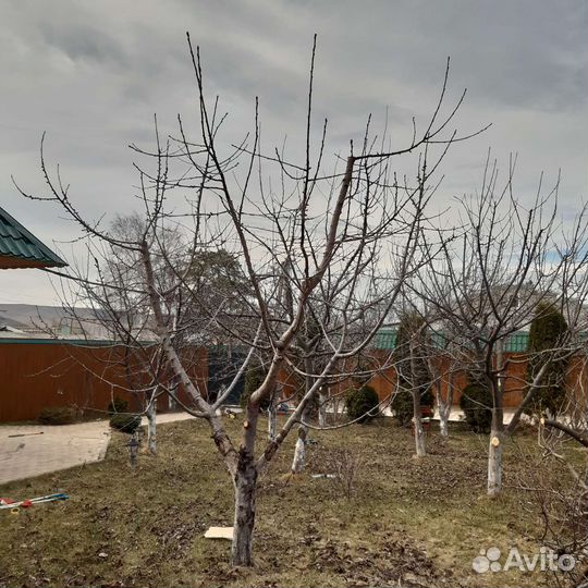 Обрезка деревьев