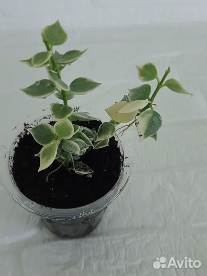 Дисхидия миллион сердец вариегата