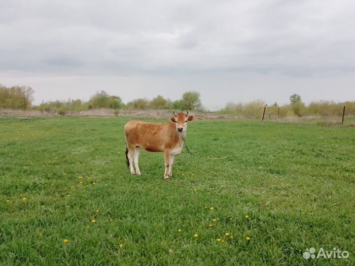 Телочка джерси