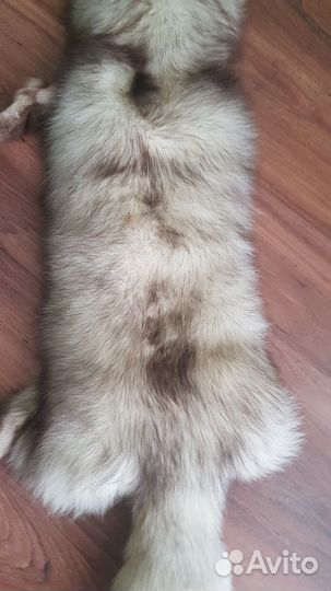 Шкура песцовая
