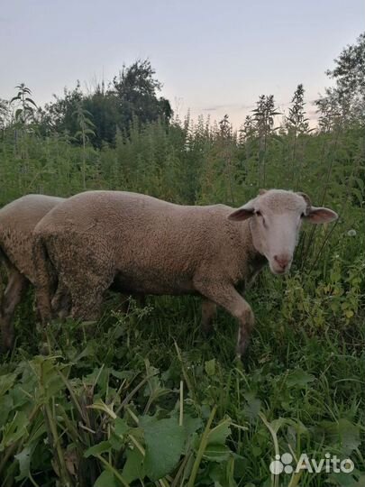 Бараны тексель