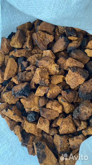 Березовая чага