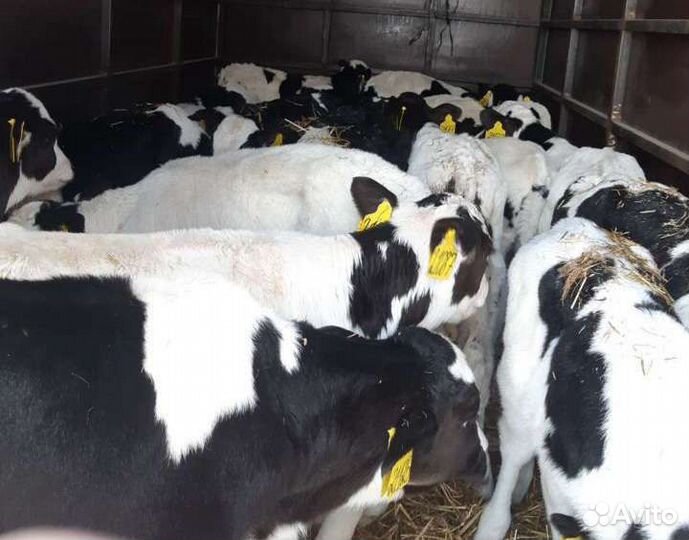 Телята бычки и телочки