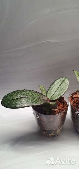 Одорион, Мелион, Дифьюжен