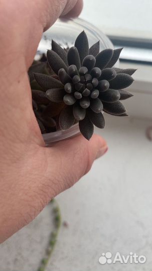 Комнатные растения