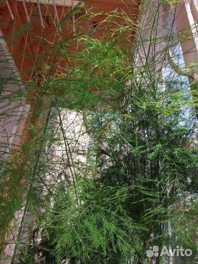 Аспарагусы