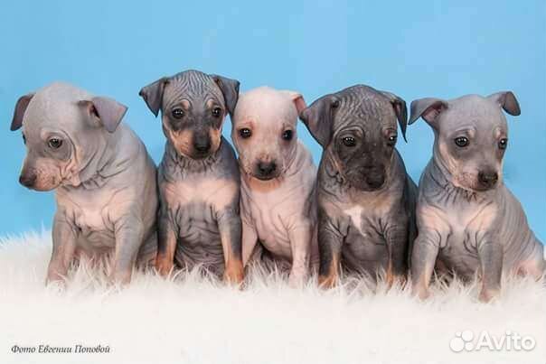 Для Ценителей породы Американский.Голый.Терьер