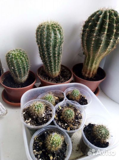 Комнатные цветы