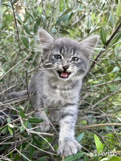 Милые котята