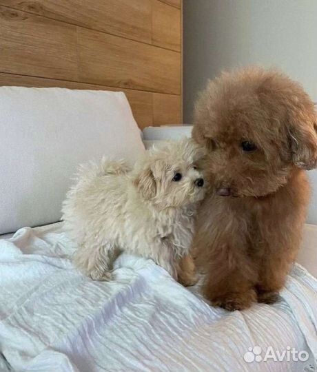 Мальтипу малышка