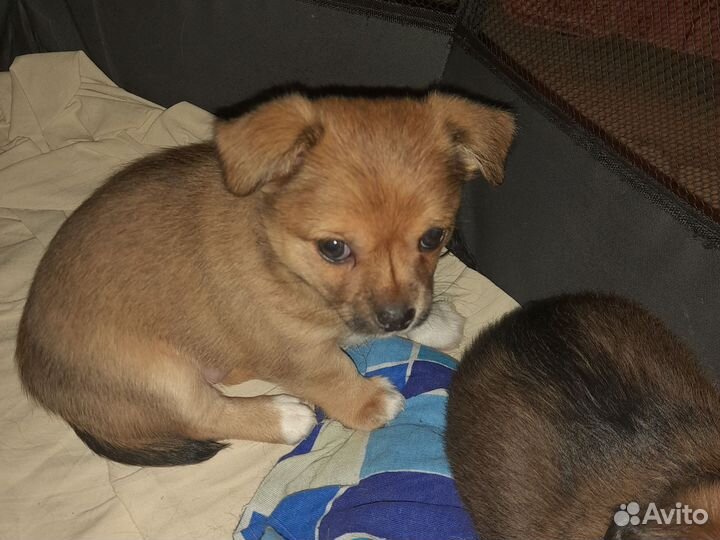 Щенки чихуа девочки