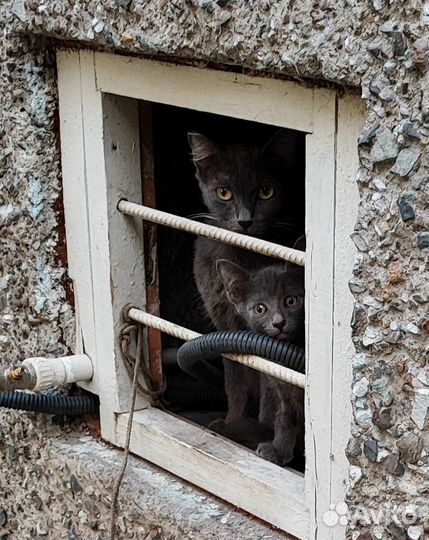 Кошка и котенок ищут дом