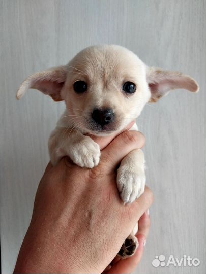 Той-терьер щенки