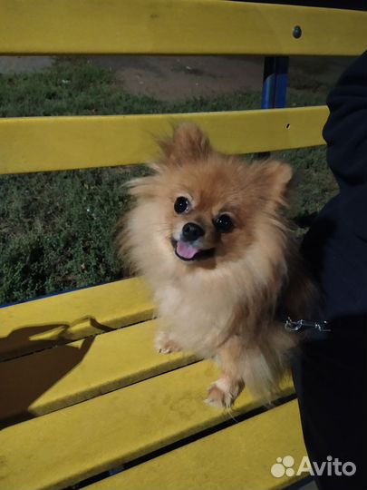 Передержка животных