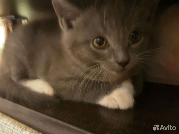 Кошки в добрые руки