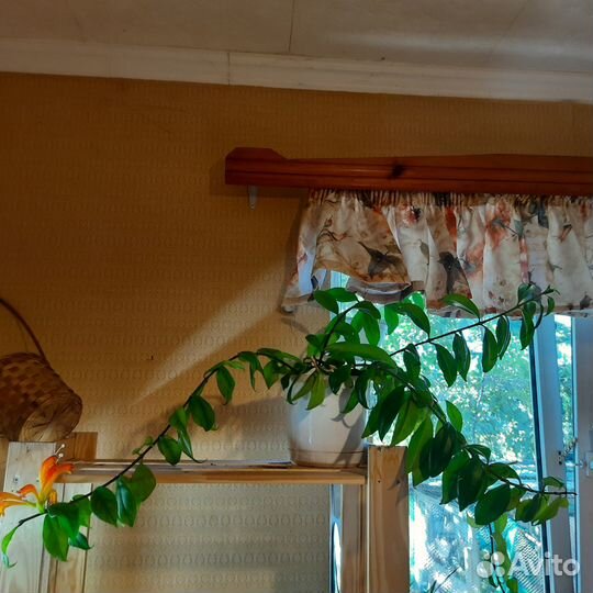 Эсхинантус Жар Птица Подробно в тексте объявления