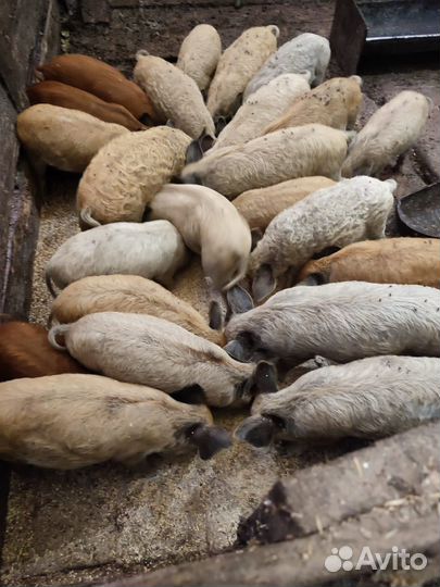 Поросята, венгерские мангалицы