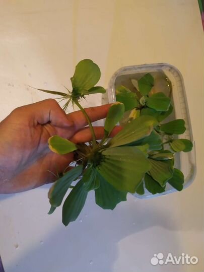 Пистия крупная