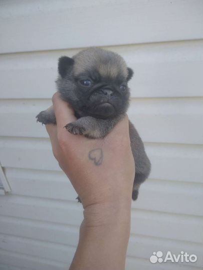 Щенки мопса мальчик
