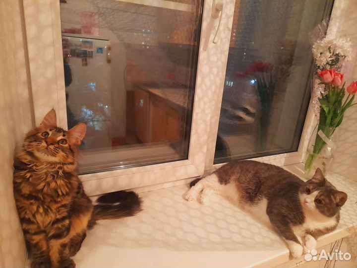 Домашняя передержка для кошек и котиков