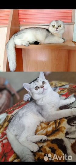 Шотландский кот вязка