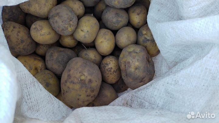Продам картофель