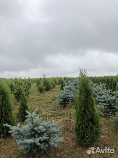 Туя Смарагд 1,8-2 м с доставкой