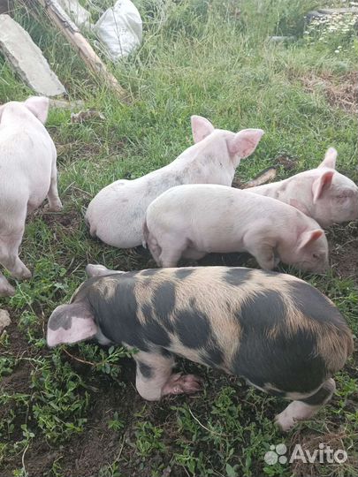 Поросята