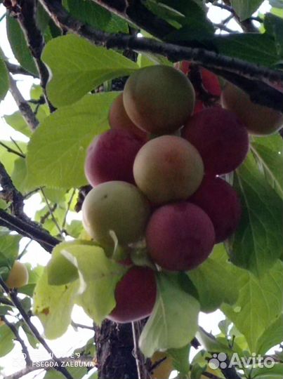 Слива розовая