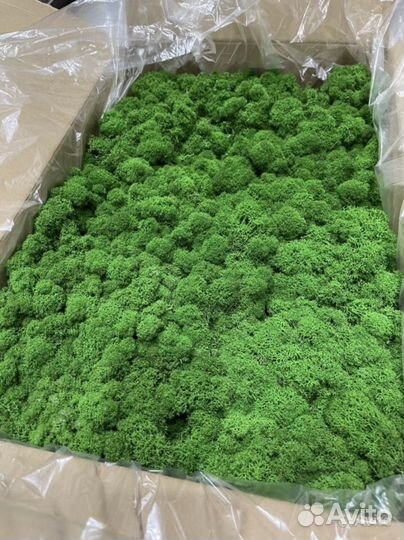 Стабилизированный мох