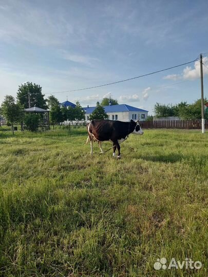 Корова стельная