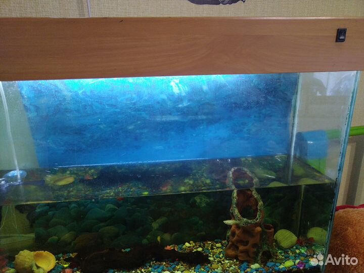 Аквариум 100 литров