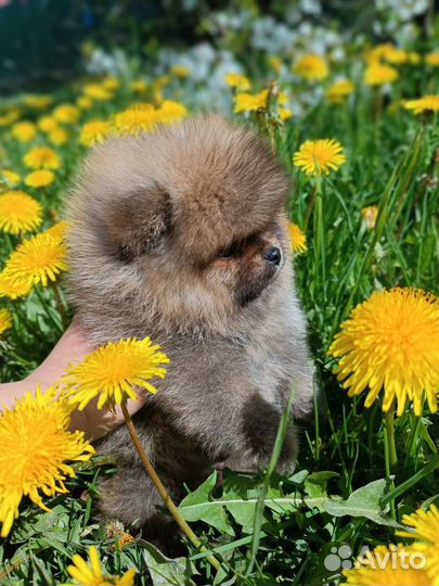 Померанский шпиц мини