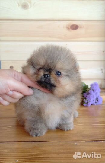 Крутые шпицы