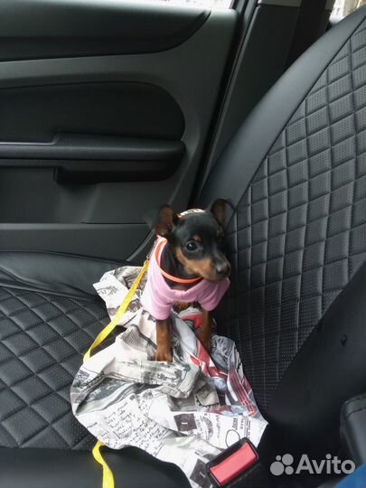 Цвергпинчер