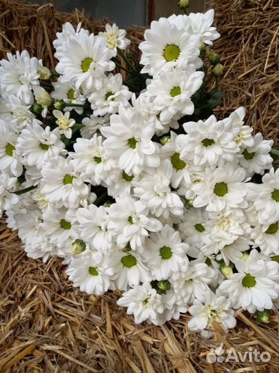 Корни хризантемы