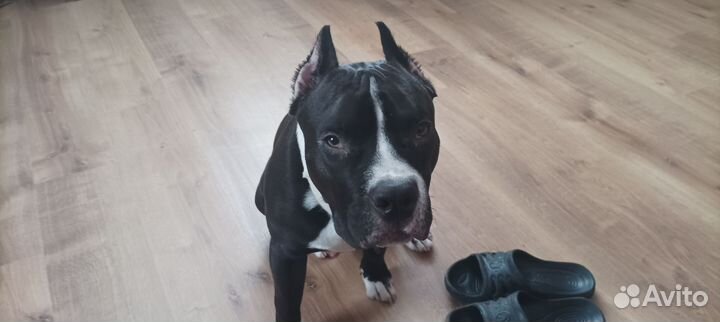 Помесь питбуля