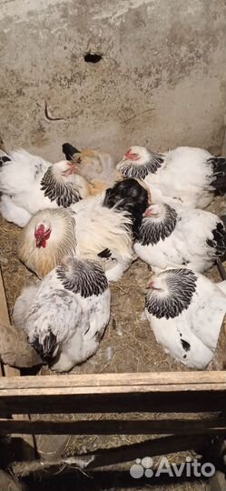 Инкубаторское яйцо