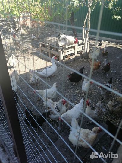 Куры молодки несушки