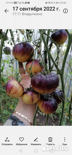 Коллекционные сорта томатов