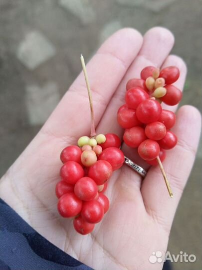 Семена Лимонника манчжурского / дальневосточного