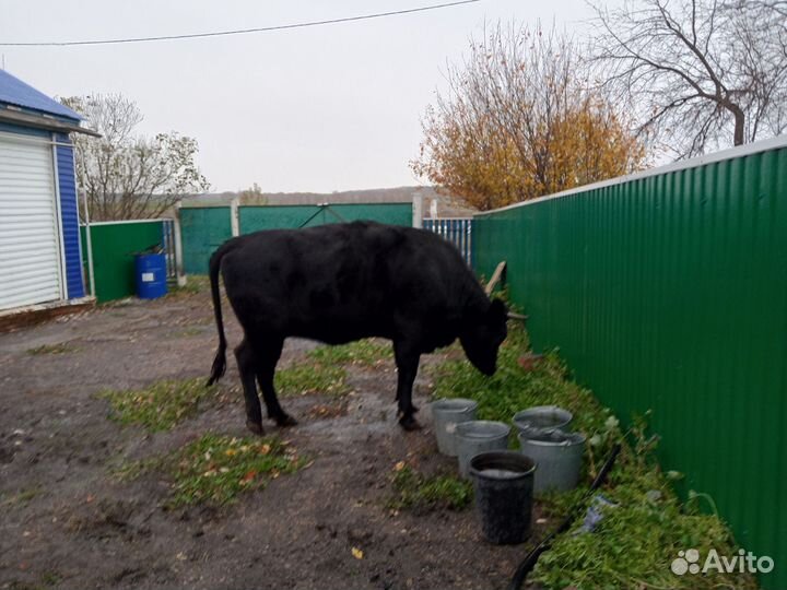 Нетель,корова