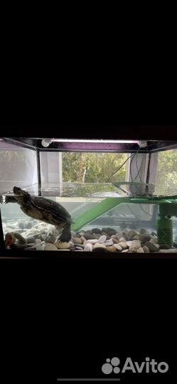 Аквариум на 100 л с тумбой для черепахи