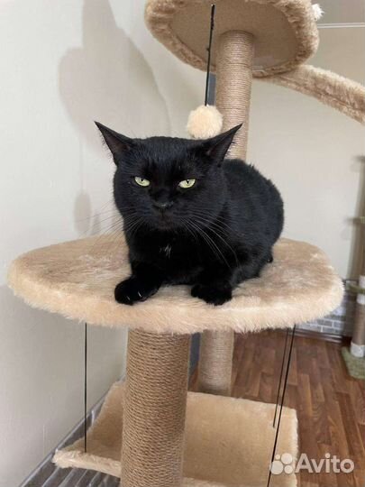 Кошка в дар