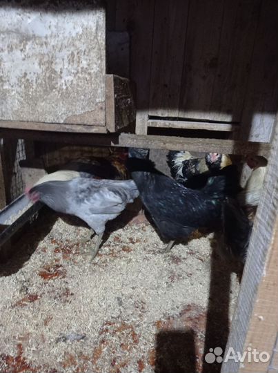 Петушки, гуси