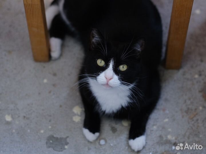 Марфушенька-душенька (кошка)