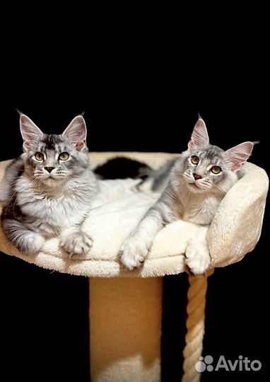 Котята Мейн-Куны Черные Тикированные на Серебре