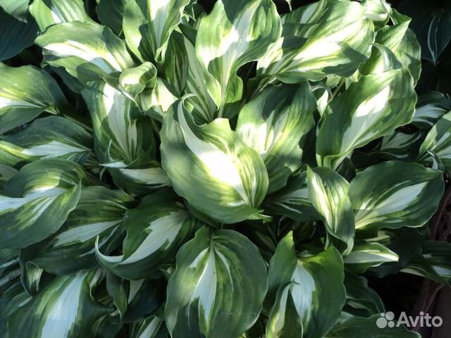 Хоста, 4 вида